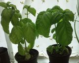 我が家のミートソーススパゲティ作り方6写真