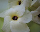 ツルっと♪花オクラのお吸い物作り方1写真