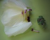 ツルっと♪花オクラのお吸い物作り方2写真