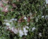 しそ入り簡単つくね作り方3写真