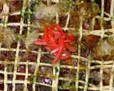 節約おつまみ♪モヤシだけ♪お好み焼き♪作り方7写真