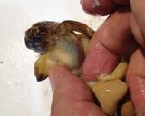 具だくさん！贅沢で格安！北海道の海カレー作り方6写真