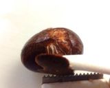 愛おしくなる♡栗の渋皮煮作り方1写真