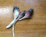 豆腐とさば水煮缶のクリームパスタ作り方10写真