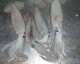 中太タイ米粉（ビーフン）、烏賊（イカ）作り方1写真