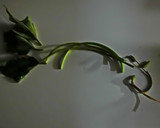 芋つる佃煮　簡単　保存　エコ　安価作り方3写真