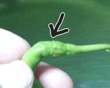 日光とうがらしの醤油漬け作り方1写真