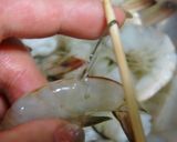 海老と胡瓜の塩炒め作り方4写真