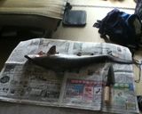 シュモクザメのから揚げ作り方1写真