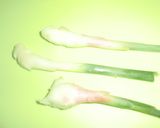 葉つき生姜の酢漬け 保存 作り方1写真