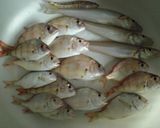 真鯛の炊き込みご飯作り方1写真