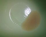 簡単☆カフェ風☆ナポリタン(^ー^)作り方12写真