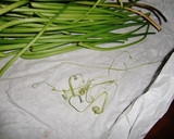 芋のつると舞茸の炒め煮作り方1写真