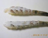 海老の下ごしらえ作り方7写真