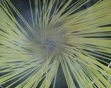 焼きたらこのパスタ作り方4写真