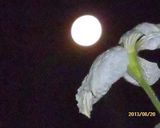 夕顔のチキチキバンバン作り方2写真