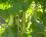 夕顔のチキチキバンバン作り方3写真
