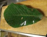 ホオ葉包み焼作り方1写真
