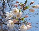春☆いかなごのくぎ煮作り方12写真