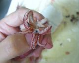 おいしいよ～(´ｪ｀)やりいかのお味噌汁作り方1写真