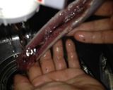 初心者にもOK簡単漁師さんプロサンマ刺身作り方9写真