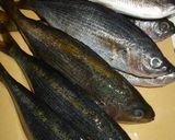 たかべの味噌漬け作り方2写真