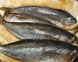 たかべの味噌漬け作り方7写真