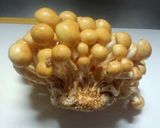 簡単なめこ卵スープ作り方1写真