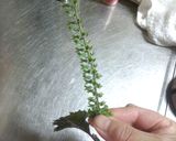 紫蘇の実の塩漬け作り方2写真