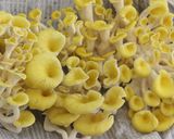 たもぎ茸のハーブマリネ作り方1写真