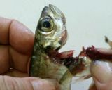 美味しい鯵南蛮漬け作り方3写真