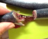 さんまの煮物（圧力鍋）作り方1写真