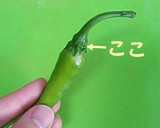 ☆ししとうの甘味噌炒め☆作り方2写真