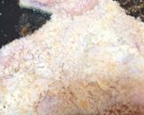簡単フライパンチーズチキンのトマトソース作り方13写真