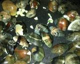 あさりのワイン蒸し作り方2写真