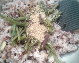 ♡簡単・山菜のお稲荷さん♡作り方3写真