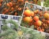 庭の実で♡ココスヤシシロップ作り方5写真