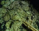 あとひく～♪ナスとえのきの☆甘味噌炒め作り方3写真