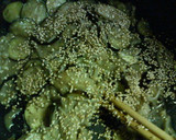 あとひく～♪ナスとえのきの☆甘味噌炒め作り方3写真