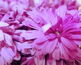 シャキシャキ☆菊とミョウガの酢漬け作り方1写真