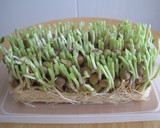 しらたきと油揚げと豆苗の炒め煮作り方6写真