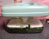 間引き大根☆菜っ葉の漬物☆作り方11写真