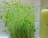 簡単☆もやしと豆苗の和え物作り方1写真