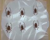 ハロウィンにも♪チョコで蜘蛛作り方7写真