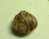 栗の下処理〜栗ご飯作り方6写真