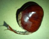 急いでる時の栗の皮むき作り方4写真