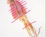 わが家のお雑煮作り方1写真