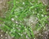 ゴマ香るいんげんのニンニク醤油和え♬作り方1写真