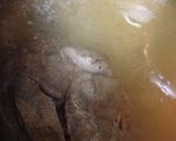 牛スネ肉で簡単ビーフシチュー作り方4写真