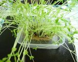 追加の１品☆豆苗の簡単ゆかりあえ作り方5写真